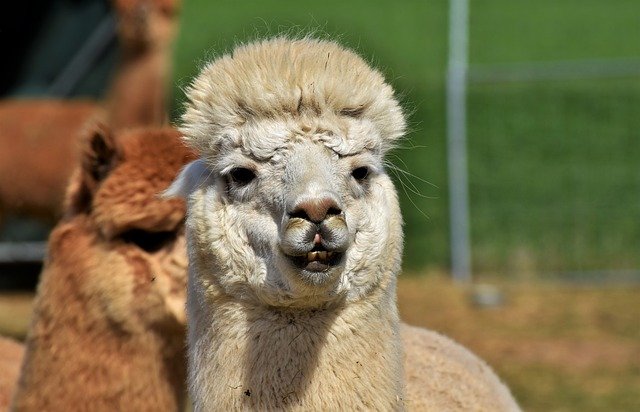 Lama Wanderungen in Donnerskirchen Mamilade Ausflugsziele