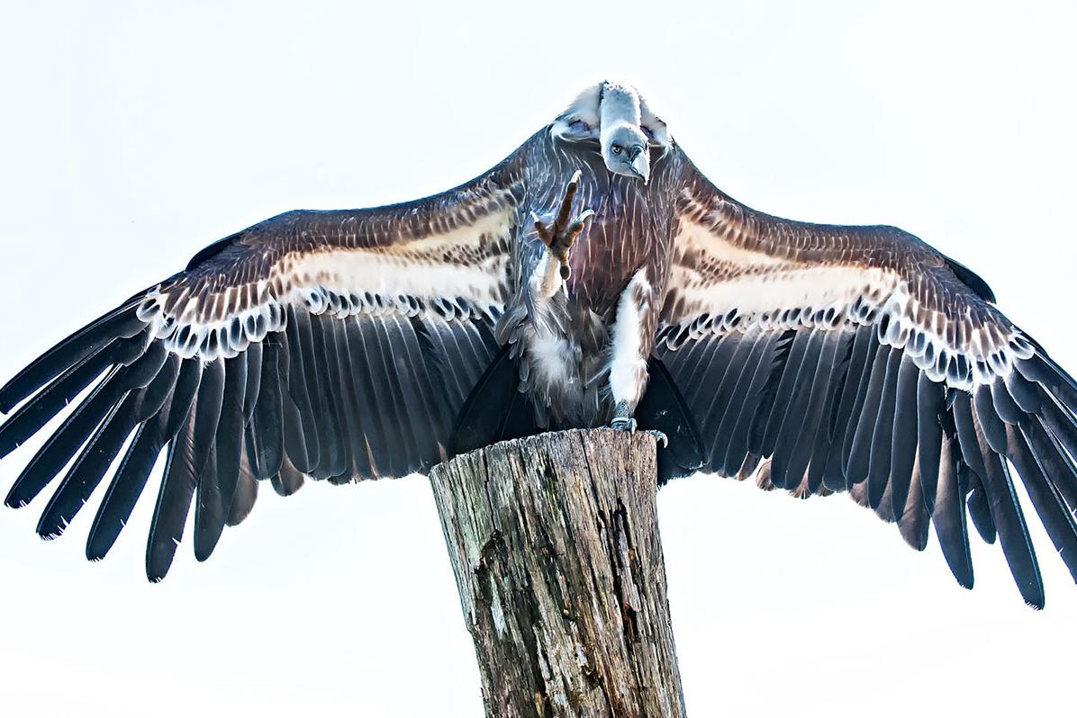 Greifvogelwarte Riegersburg | Mamilade Ausflugsziele