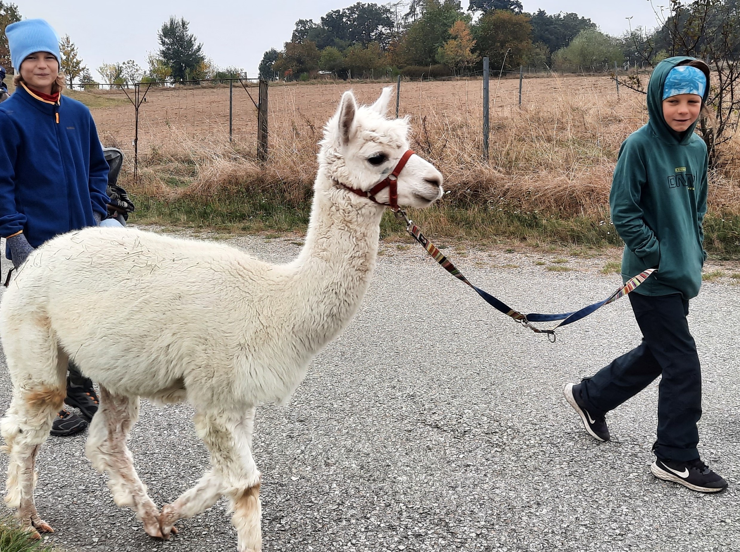 Kindergeburtstag feiern bei den Herz Alpakas Herzogenburg