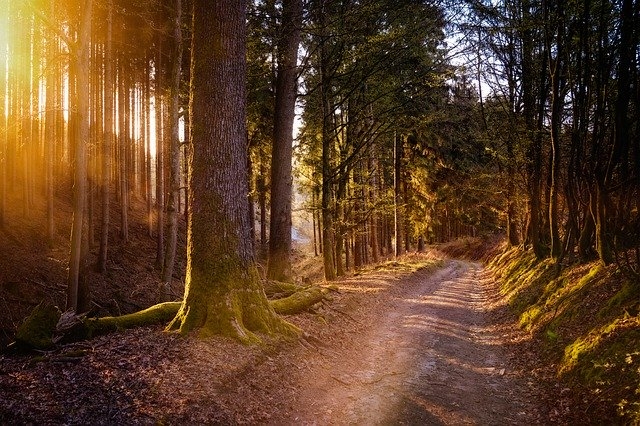 Dornachweg - Wanderung in Lasberg | Mamilade Ausflugsziele