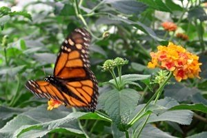 Botanischer Garten In Linz Mamilade Ausflugsziele