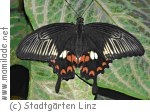 Schmetterling Schauen Im Botanischen Garten In Linz Mamilade