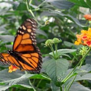 Schmetterling Schauen Im Botanischen Garten In Linz Mamilade