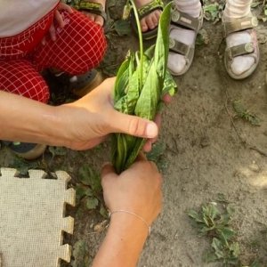 kraeuterwanderung wien daisys kraeuterwelt ausflugstipp mamilade