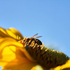 Bienenlehrpfad und Naschgarten