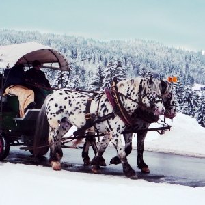 Pferdekutschen- und Schlittenfahrten in Eichenberg