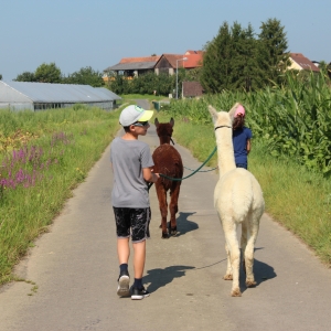 Wanderung mit den Klöcher Alpakas