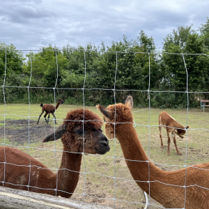 freizeitpark lutzmannsburg alpakas mamilade ausflugstipps