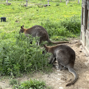 freizeitpark lutzmannsburg kaenguru mamilade ausflugstipps