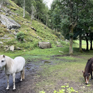 pirkers natur und biofamilienhotel streichelzoo tiere im hotel mamilade ausflugstipps