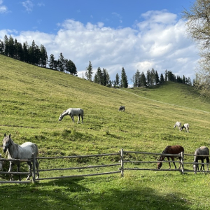 stubalm lipizzaner piber hengste mamilade ausflugstipps