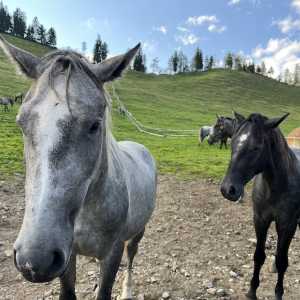 stubalm lipizzaner piber junge hengste mamilade ausflugstipps