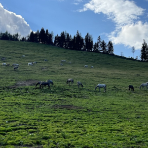 stubalm lipizzaner piber almerlebnis weide mamilade ausflugstipps