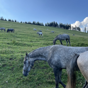 stubalm lipizzaner piber almerlebnis hengste  mamilade ausflugstipps