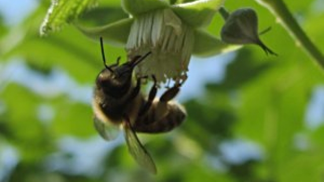 wald bienenlehrpfad baldramsdorf ausflugstipp mamilade