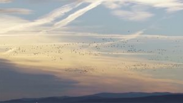 gaensestrich im nationalpark neusiedlersee seewinkel ausflugstipp mamilade, gaense beobachten burgenland