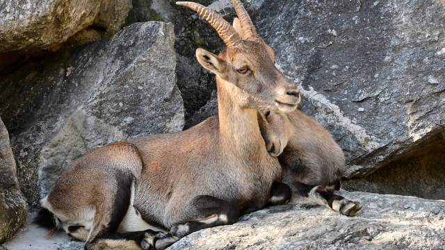 kindergeburtstag feiern alpenzoo innsbruck ausflugstipp mamilade