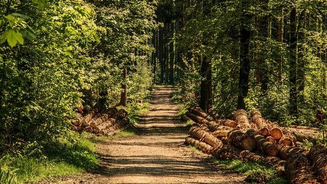 waldquizweg grossgmain ausflugstipp mamilade