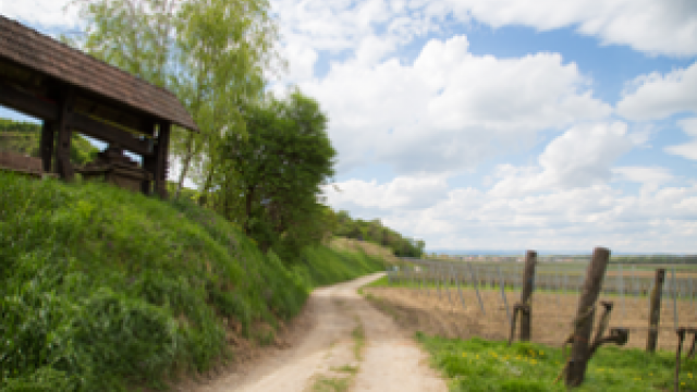 weinlehrpfad und kellergassen in traismauer ausflugstipp mamilade